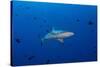 Grey Reef Shark Patrolling in Blue Water, Palau, Micronesia-Stocktrek Images-Stretched Canvas