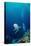 Grey Reef Shark Shark Coming Towards Camera Showing-null-Stretched Canvas