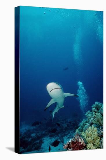 Grey Reef Shark Shark Coming Towards Camera Showing-null-Stretched Canvas