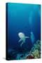 Grey Reef Shark Shark Coming Towards Camera Showing-null-Stretched Canvas