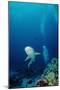 Grey Reef Shark Shark Coming Towards Camera Showing-null-Mounted Photographic Print