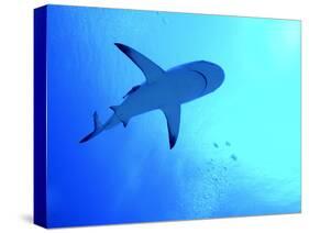 Grey Reef Shark Swimming-null-Stretched Canvas