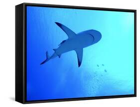 Grey Reef Shark Swimming-null-Framed Stretched Canvas