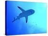 Grey Reef Shark Swimming-null-Stretched Canvas