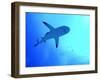 Grey Reef Shark Swimming-null-Framed Photographic Print