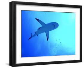 Grey Reef Shark Swimming-null-Framed Photographic Print