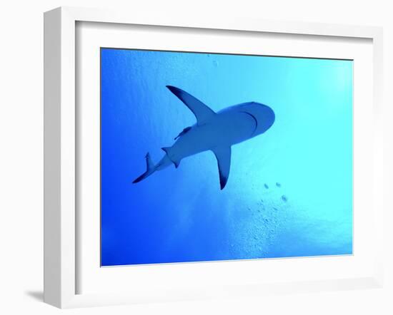 Grey Reef Shark Swimming-null-Framed Photographic Print