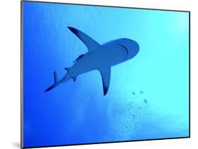 Grey Reef Shark Swimming-null-Mounted Photographic Print