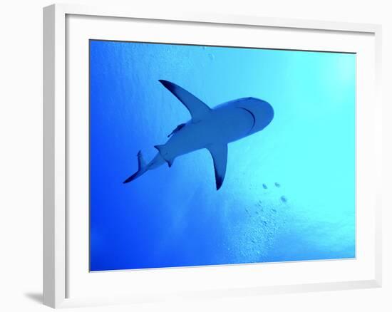 Grey Reef Shark Swimming-null-Framed Photographic Print