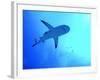 Grey Reef Shark Swimming-null-Framed Photographic Print