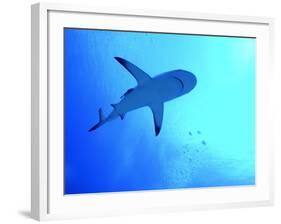 Grey Reef Shark Swimming-null-Framed Photographic Print