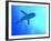 Grey Reef Shark Swimming-null-Framed Photographic Print