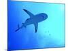 Grey Reef Shark Swimming-null-Mounted Photographic Print