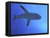 Grey Reef Shark There are Thousands of These-null-Framed Stretched Canvas