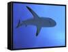 Grey Reef Shark There are Thousands of These-null-Framed Stretched Canvas