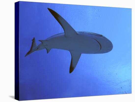 Grey Reef Shark There are Thousands of These-null-Stretched Canvas