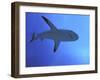 Grey Reef Shark There are Thousands of These-null-Framed Photographic Print