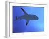 Grey Reef Shark There are Thousands of These-null-Framed Photographic Print