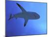 Grey Reef Shark There are Thousands of These-null-Mounted Photographic Print