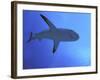 Grey Reef Shark There are Thousands of These-null-Framed Photographic Print