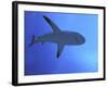 Grey Reef Shark There are Thousands of These-null-Framed Photographic Print