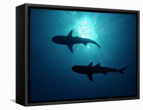 Grey Reef Sharks Grey Reef Sharks-null-Framed Stretched Canvas