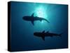 Grey Reef Sharks Grey Reef Sharks-null-Stretched Canvas