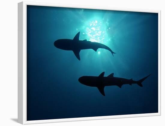 Grey Reef Sharks Grey Reef Sharks-null-Framed Photographic Print