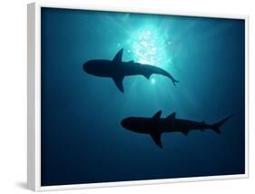 Grey Reef Sharks Grey Reef Sharks-null-Framed Photographic Print