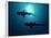 Grey Reef Sharks Grey Reef Sharks-null-Framed Photographic Print