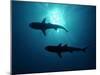 Grey Reef Sharks Grey Reef Sharks-null-Mounted Photographic Print