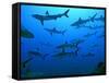 Grey Reef Sharks in the Tumotos, French Polynesia-null-Framed Stretched Canvas
