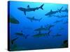 Grey Reef Sharks in the Tumotos, French Polynesia-null-Stretched Canvas