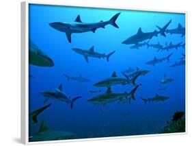 Grey Reef Sharks in the Tumotos, French Polynesia-null-Framed Photographic Print