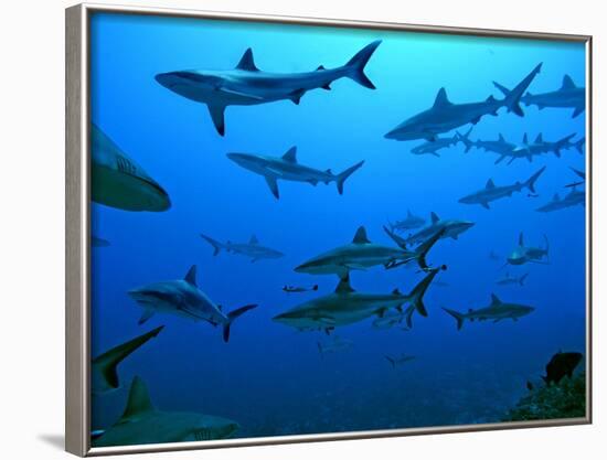 Grey Reef Sharks in the Tumotos, French Polynesia-null-Framed Photographic Print