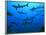 Grey Reef Sharks in the Tumotos, French Polynesia-null-Framed Photographic Print