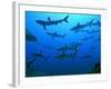 Grey Reef Sharks in the Tumotos, French Polynesia-null-Framed Photographic Print