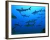 Grey Reef Sharks in the Tumotos, French Polynesia-null-Framed Photographic Print