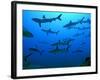 Grey Reef Sharks in the Tumotos, French Polynesia-null-Framed Photographic Print