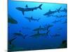 Grey Reef Sharks in the Tumotos, French Polynesia-null-Mounted Photographic Print