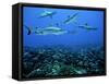 Grey Reef Sharks Swim over a School of Paddletail-null-Framed Stretched Canvas