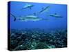 Grey Reef Sharks Swim over a School of Paddletail-null-Stretched Canvas