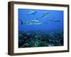 Grey Reef Sharks Swim over a School of Paddletail-null-Framed Photographic Print