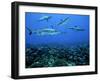 Grey Reef Sharks Swim over a School of Paddletail-null-Framed Photographic Print