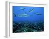 Grey Reef Sharks Swim over a School of Paddletail-null-Framed Photographic Print