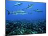 Grey Reef Sharks Swim over a School of Paddletail-null-Mounted Photographic Print