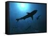Grey Reef Sharks Swim Through the Divers Bubbles-null-Framed Stretched Canvas