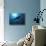 Grey Reef Sharks Swim Through the Divers Bubbles-null-Stretched Canvas displayed on a wall