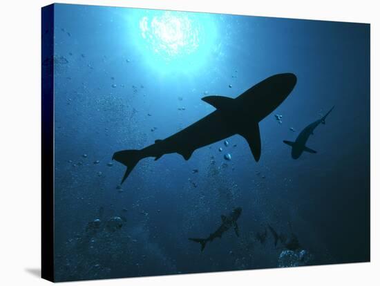 Grey Reef Sharks Swim Through the Divers Bubbles-null-Stretched Canvas