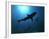 Grey Reef Sharks Swim Through the Divers Bubbles-null-Framed Photographic Print